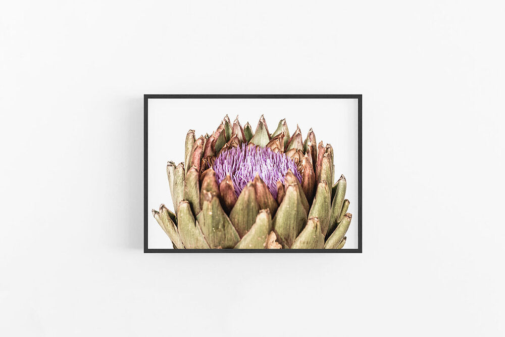 Artichoke II | Floral Fine Art Wall Print | Lynette Cooper Prints and Sketches