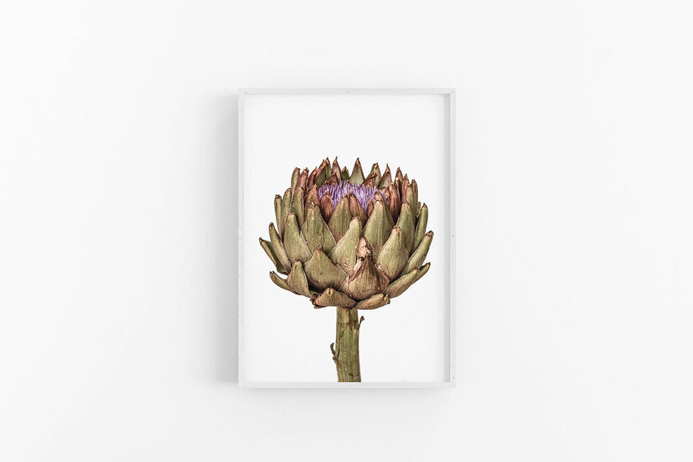 Artichoke IV