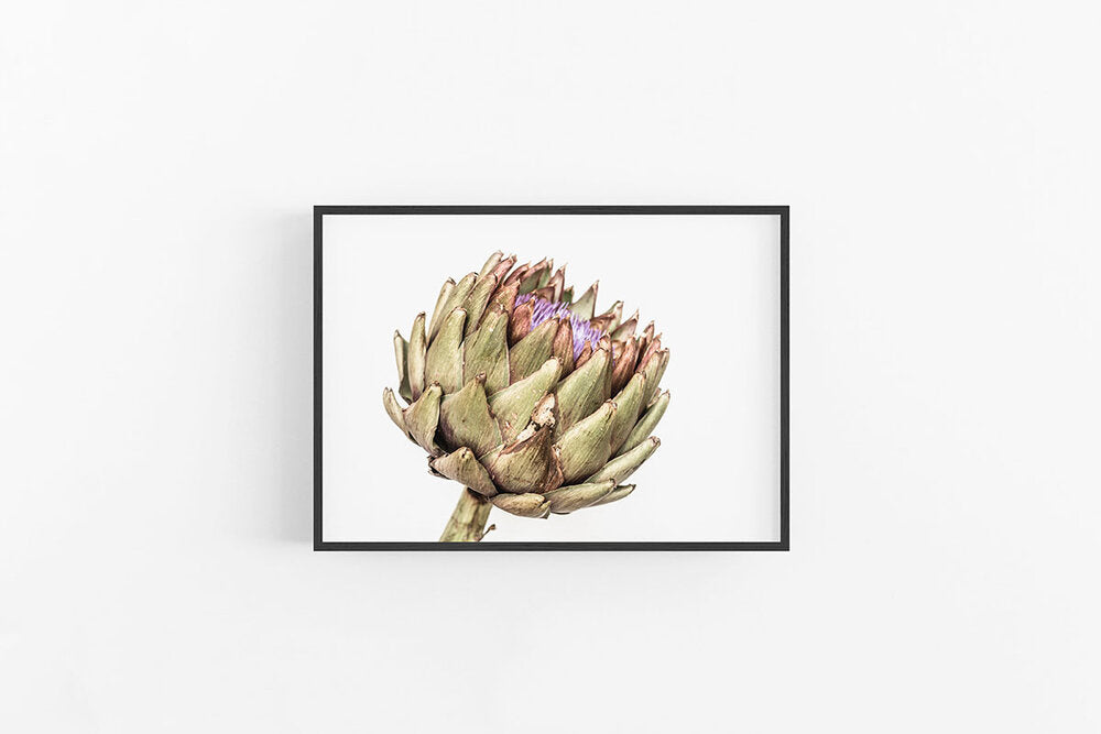 Artichoke V | Artichoke Flower Art Print | Lynette Cooper Prints and Sketches