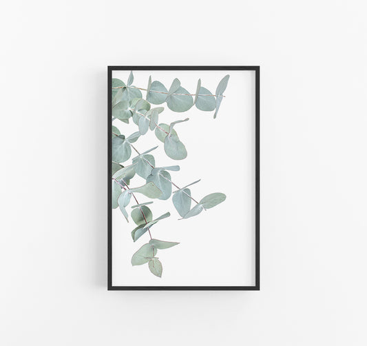 Eucalyptus I | Australian Native Eucalyptus Gum Leaf Print | Lynette Cooper Prints and Sketches