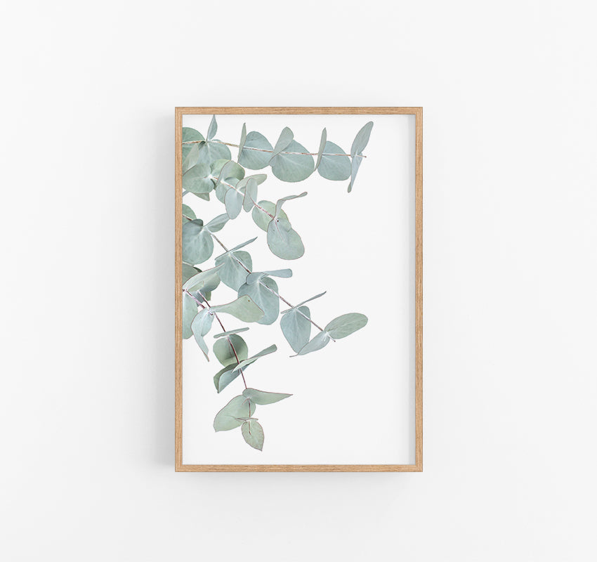 Eucalyptus I | Australian Native Eucalyptus Gum Leaf Print | Lynette Cooper Prints and Sketches