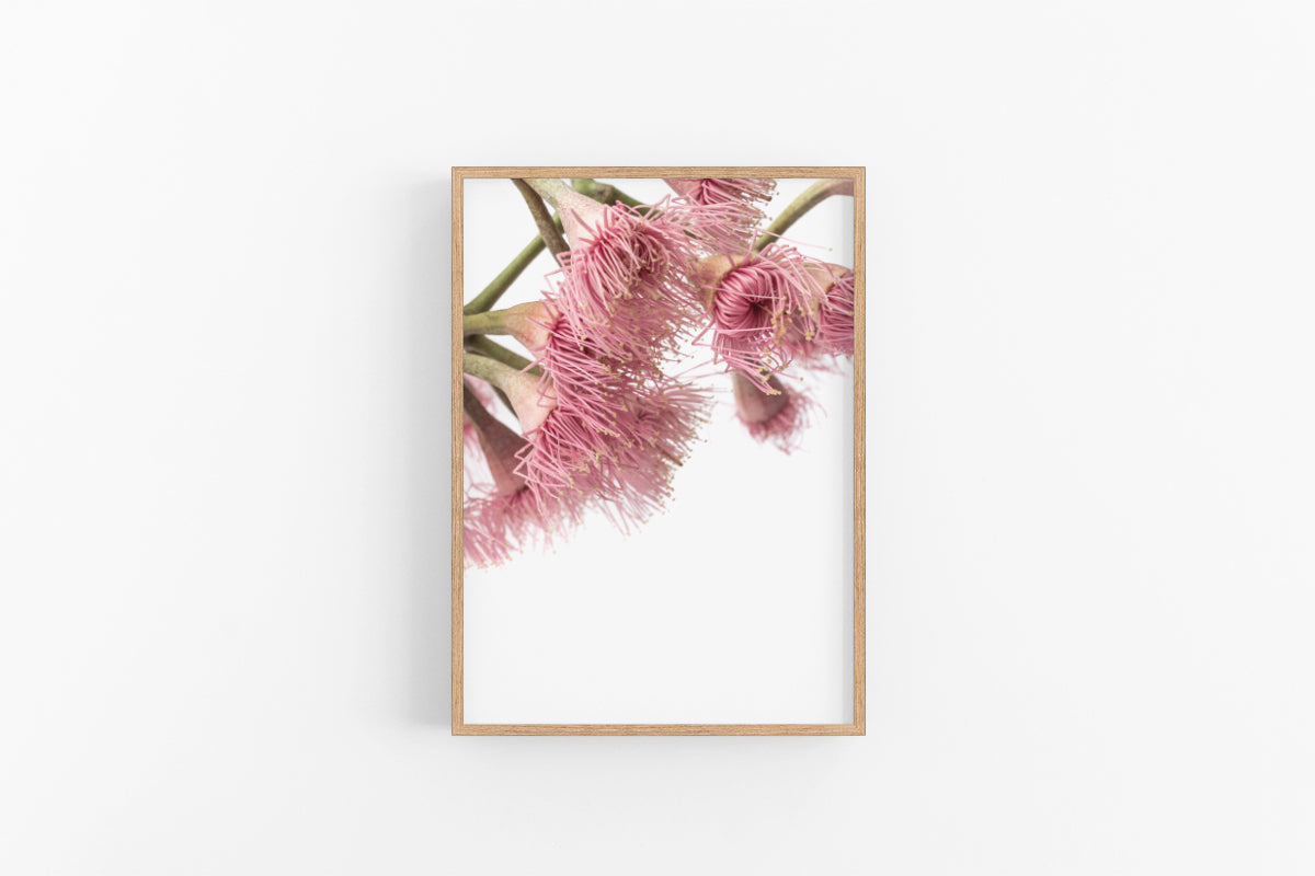 Gumnut Flowers V