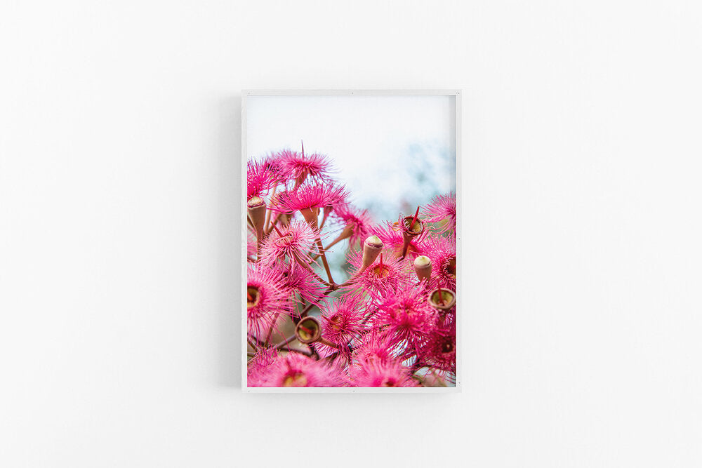 Corymbia Bright II