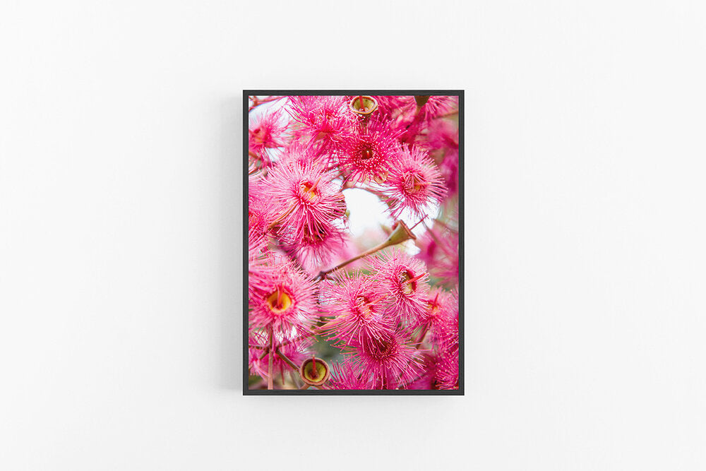 Corymbia Bright I