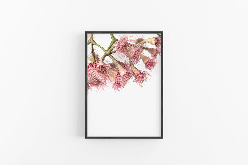 Gumnut Flowers II