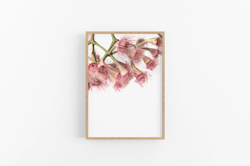 Gumnut Flowers II