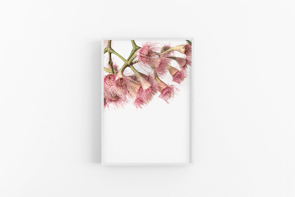 Gumnut Flowers II | Native Australian Eucalyptus Gumnut Wall Print | Lynette Cooper Prints