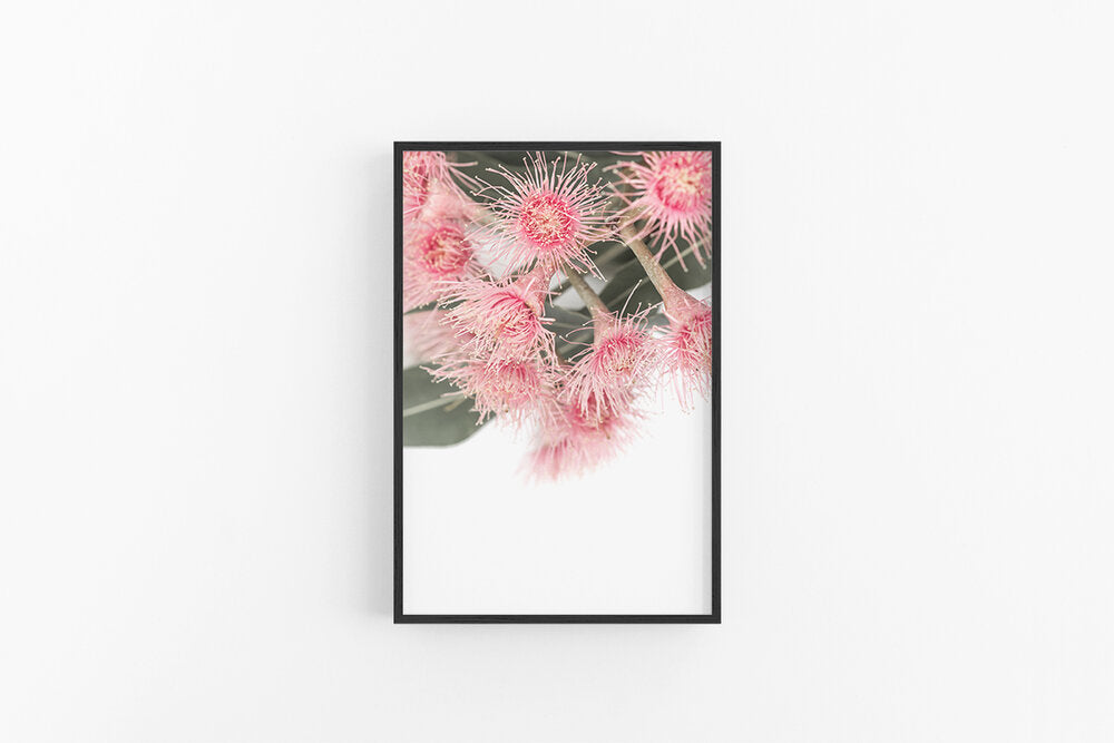 Gumnut Flowers I