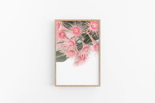 Gumnut Flowers I | Native Eucalyptus Blossom Flower Art Print | Lynette Cooper Prints & Sketches