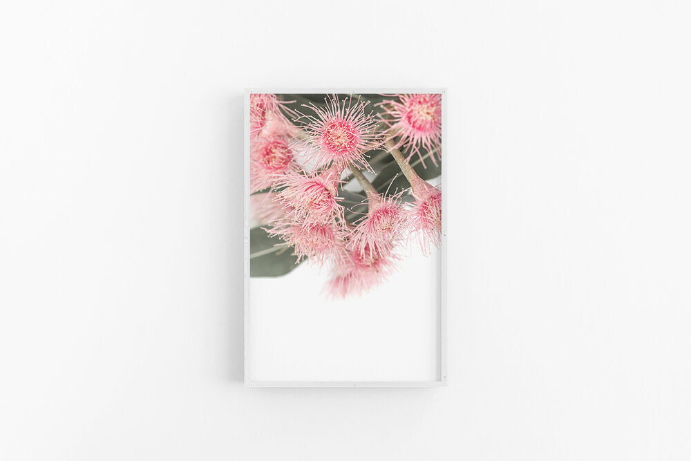Gumnut Flowers I