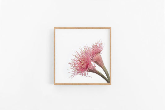 Gumnut Flowers VII | Native Eucalyptus Gumnut Flower Art Print | Lynette Cooper Prints & Sketches