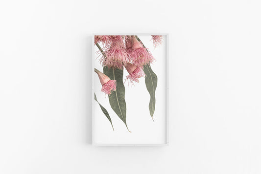 Gumnut Flowers VI | Eucalyptus Gum Flower Photographic Print | Lynette Cooper Prints & Sketches
