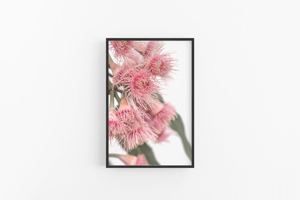 Gumnut Flowers V