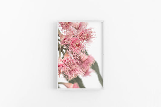 Gumnut Flowers V | Australian Native Flowering Gumnut Print | Lynette Cooper Prints and Sketches