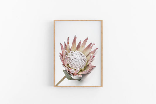 King Protea III | King Protea Flower Wall Print | Lynette Cooper Prints and Sketches