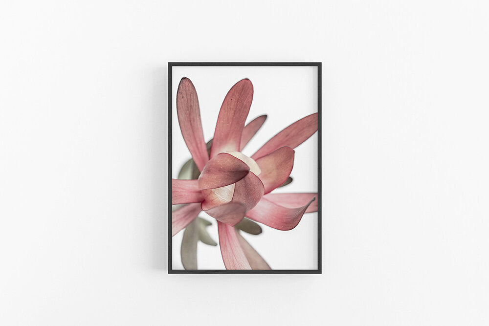 Leucodendron III