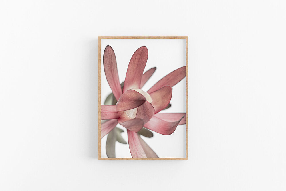 Leucodendron III | Australian Flora Art Prints - Leucodendron Art | Lynette Cooper Prints & Sketches