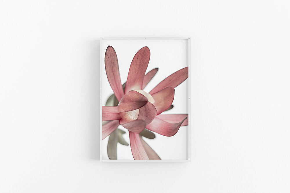 Leucodendron III