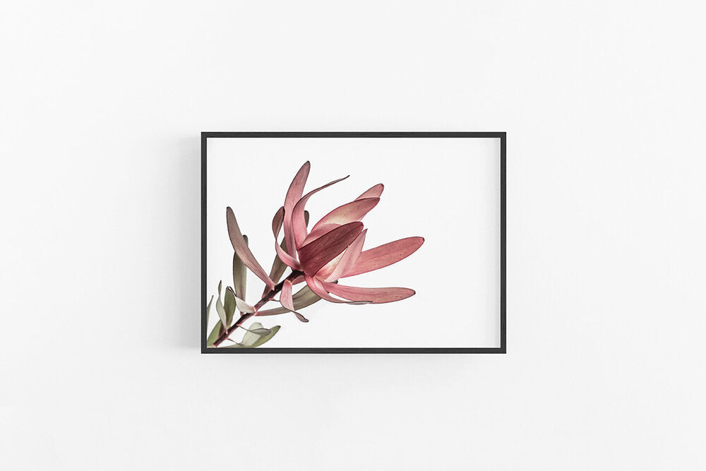 Leucodendron II