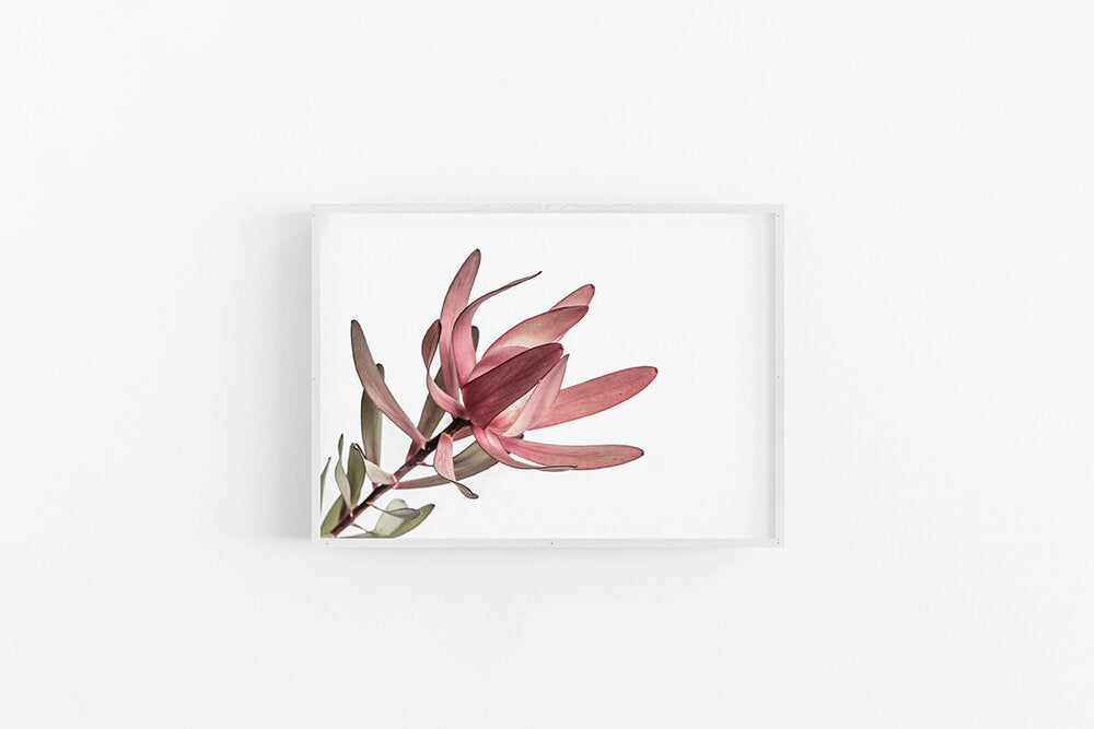 Leucodendron II | Australian Flower Wall Print Leucodendron Print | Lynette Cooper Prints & Sketches