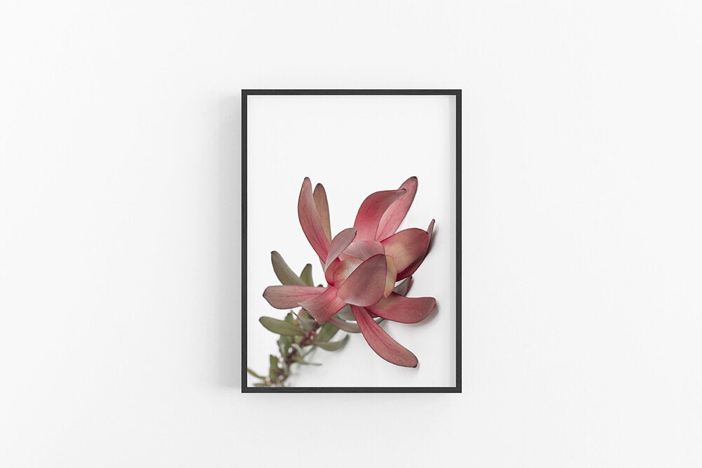 Leucodendron IV