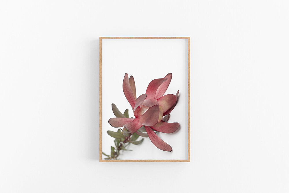 Leucodendron IV