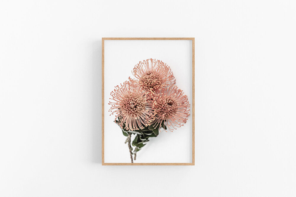 Orange Leucospermum II Custom Listing (Framed with Mat)