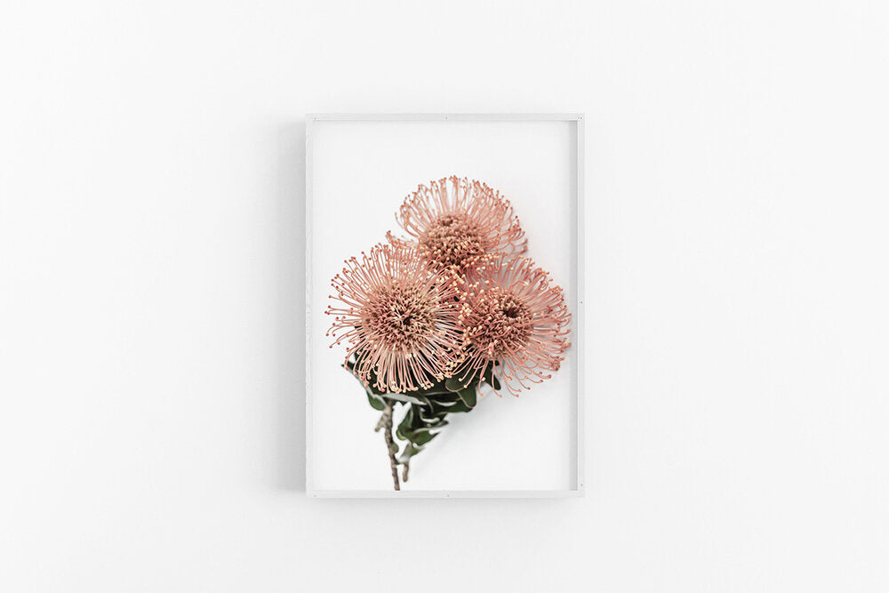 Orange Leucospermum II Custom Listing (Framed with Mat)