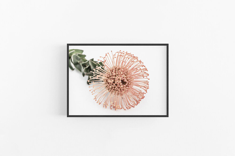 Orange Leucospermum I Custom Listing (Framed with Mat)