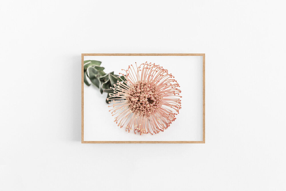 Orange Leucospermum | Native Australian Flower Photographic Print | Lynette Cooper Prints & Sketches