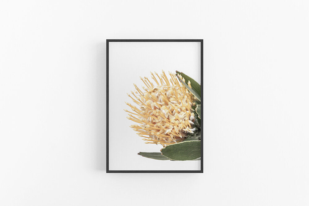 Yellow Leucospermum II
