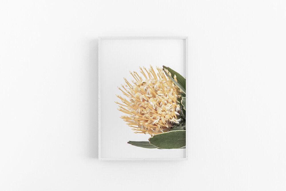 Yellow Leucospermum II