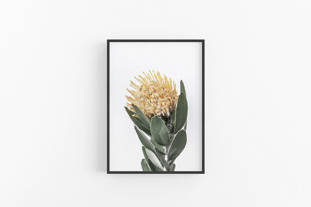 Yellow Leucospermum I | Native Australian Floral Fine Art Print | Lynette Cooper Prints & Sketches