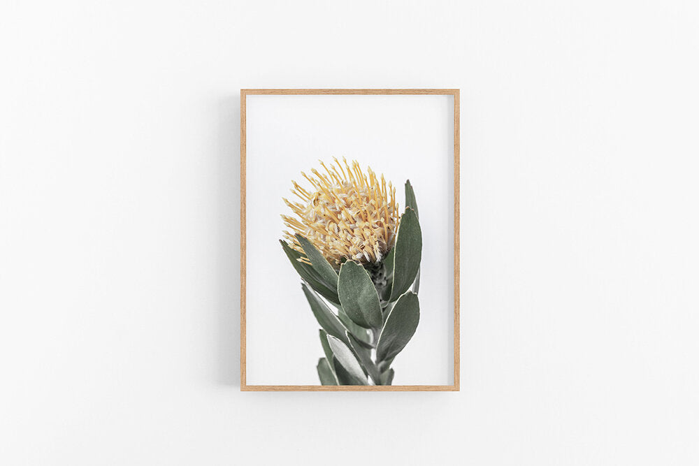 Yellow Leucospermum I