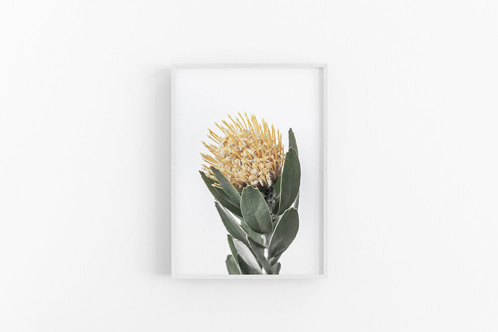 Yellow Leucospermum I