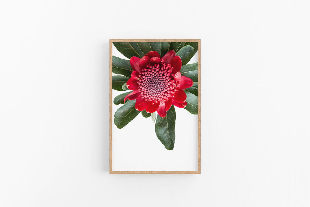 Red Waratah II