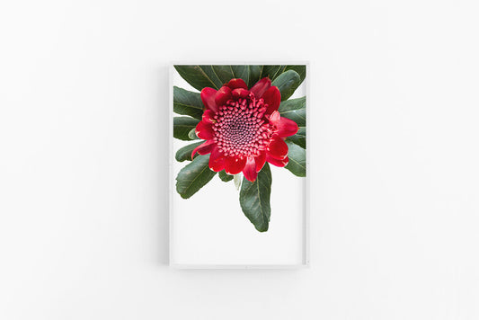 Red Waratah II | Australian Waratah Flower Poster | Lynette Cooper Prints and Sketches