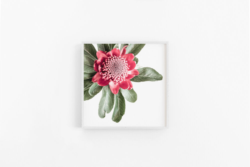 Waratah Square | Native Waratah Flower Print | Lynette Cooper Prints and Sketches