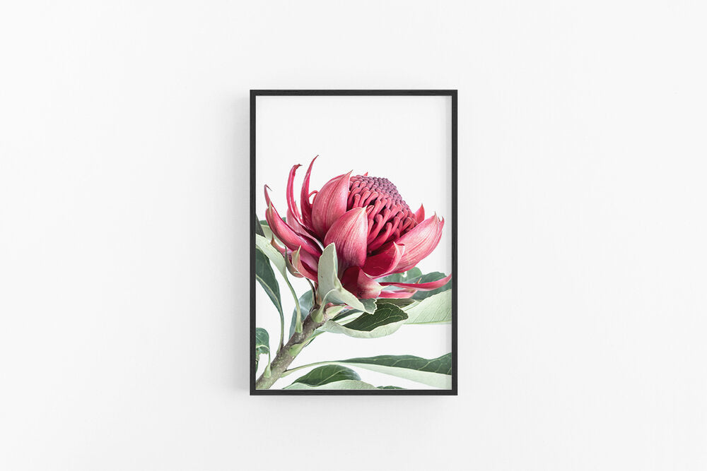 Waratah III | Australian Native Waratah Flower Wall Print | Lynette Cooper Prints and Sketches