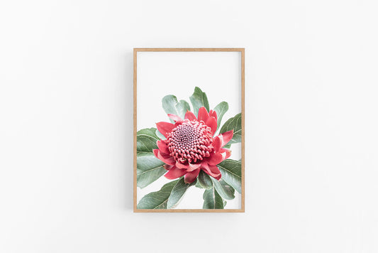 Waratah II | Australian Flower Wall Art Print - Waratah Print | Lynette Cooper Prints and Sketches