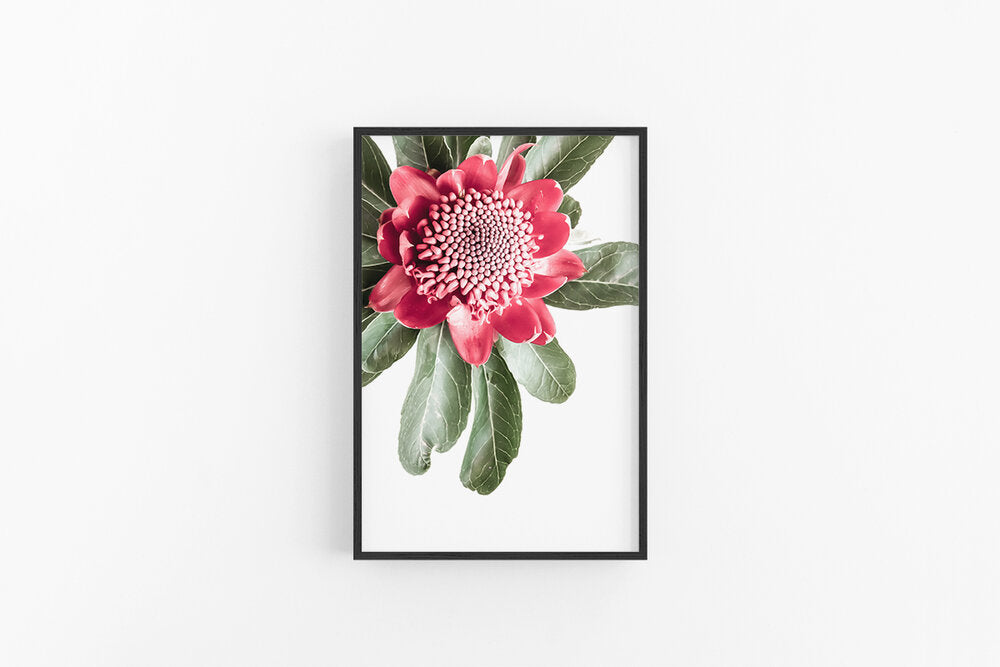 Waratah I