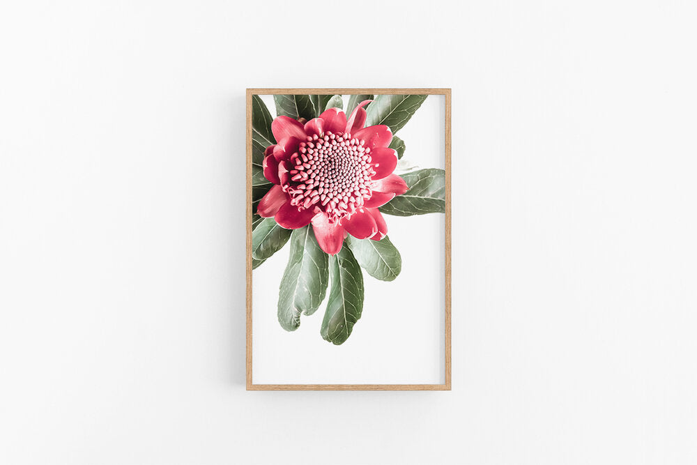 Waratah I | Native Australian Waratah Flower Photographic Print | Lynette Cooper Prints and Sketches