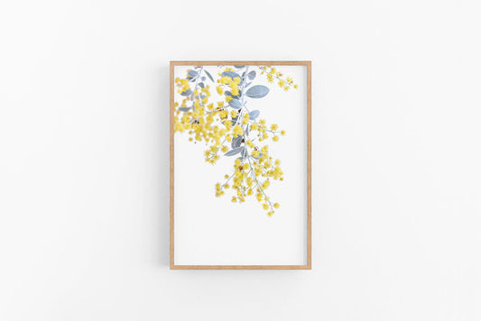 Wattle I | Native Australian Flower Photographic Print | Lynette Cooper Prints and Sketches