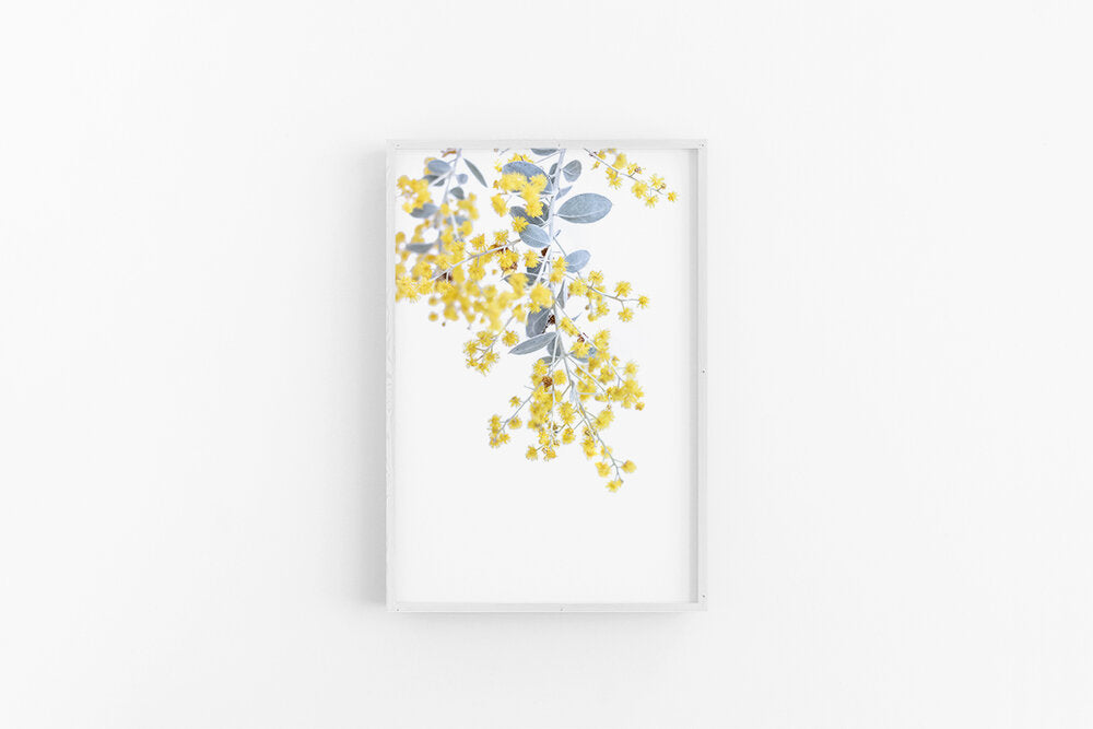 Wattle I