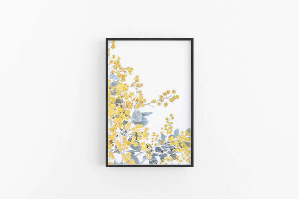 Wattle III