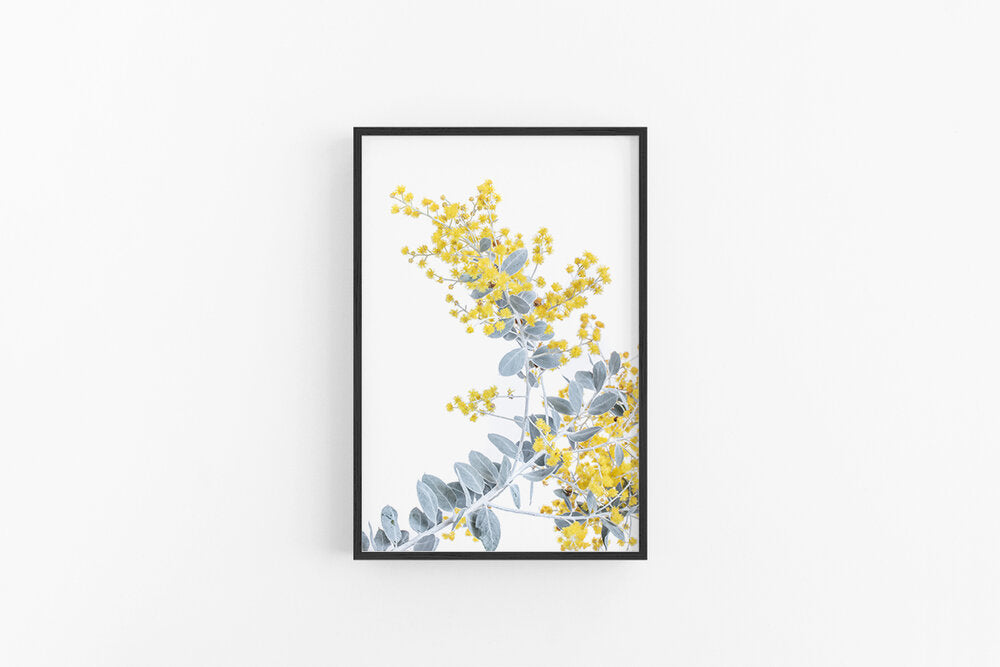 Wattle II