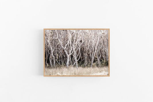 Beach Forest III | Australian Forest Wall Photo Print | Lynette Cooper Prints and Sketches