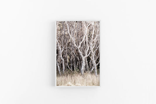 Beach Forest III P | Coastal Forest Beach Photographic Print | Lynette Cooper Prints and Sketches