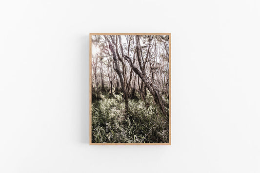 Beach Forest I | Australian Landscape Photo Forest Wall Art Print | Lynette Cooper Prints & Sketches