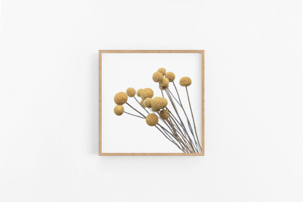Billy Buttons (square)